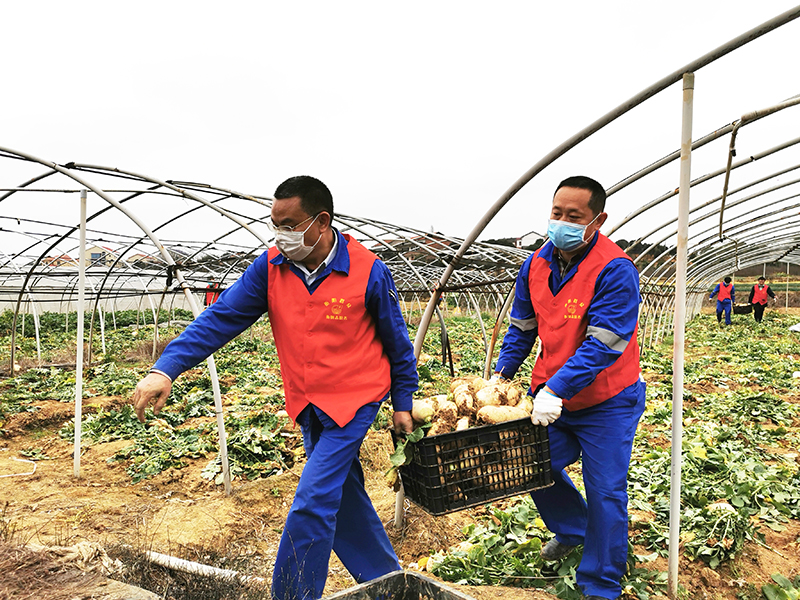爱心萝卜无人收,衡钢志愿者出手相助!