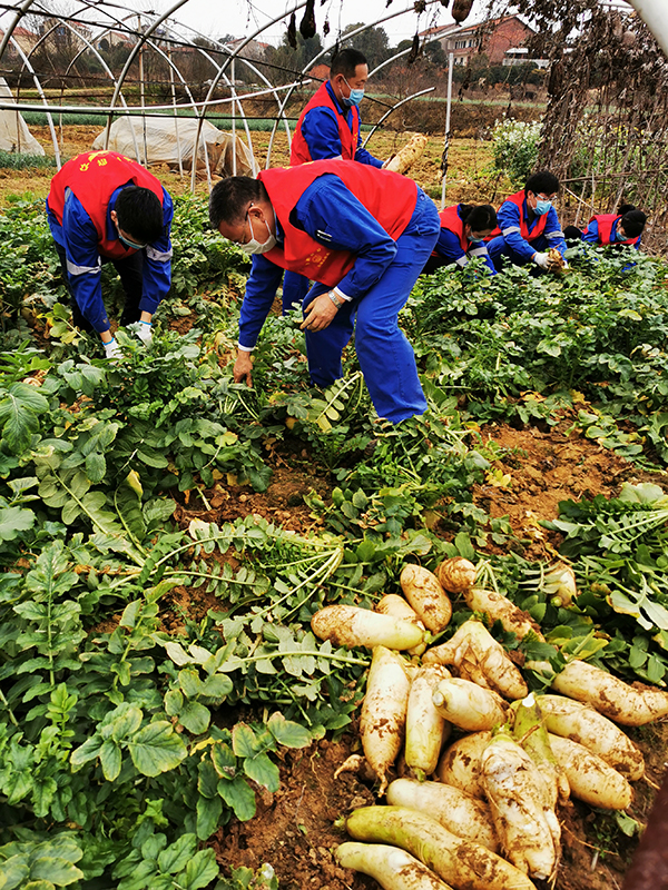 1583225279919070.jpg 萝卜2.jpg